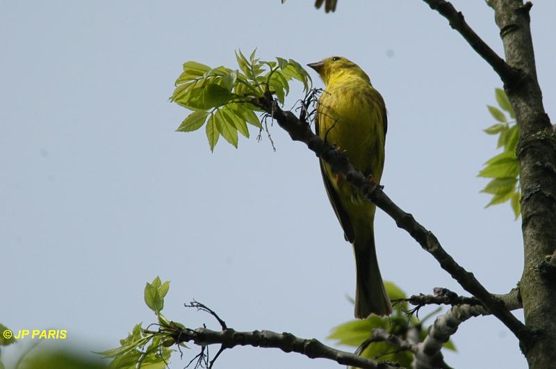 Emberiza citrinella